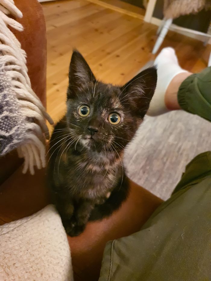 Adopted This Little Cutie Today! Meet Emma