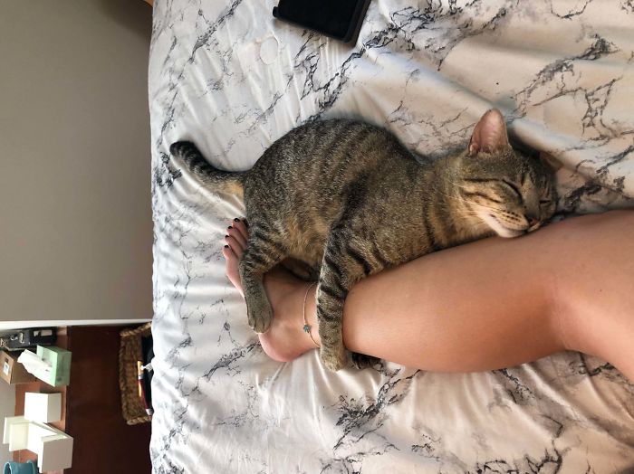 My First Cat That I Adopted From A Shelter Last Week. Safe To Say We’re Already A Good Match!