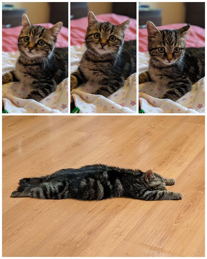 The Newest Adoption To Our Family - This Is Tonka