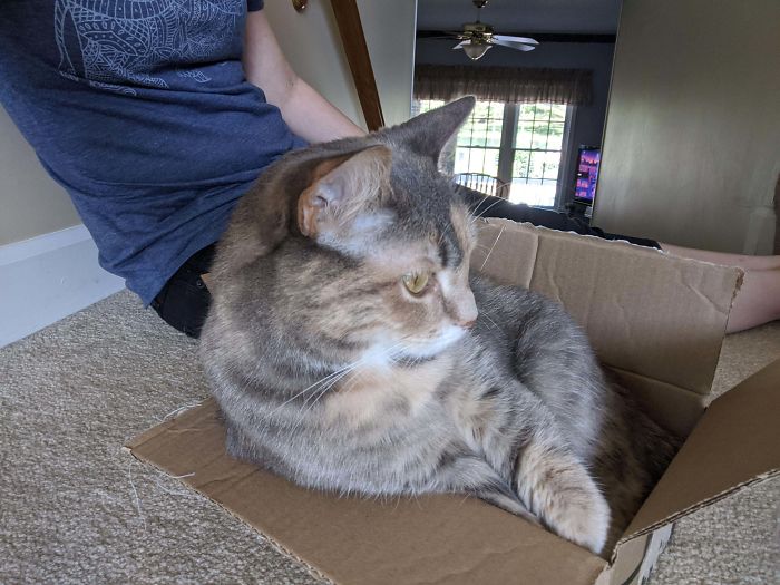 My Boyfriend Has Officially Asked Me To Stop Talking About The Cat We Adopted 3 Weeks Ago But I Can't Help It Just Look At Her