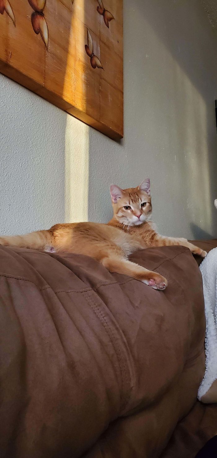 Adopted This Dude Yesterday, Named Him Kittle