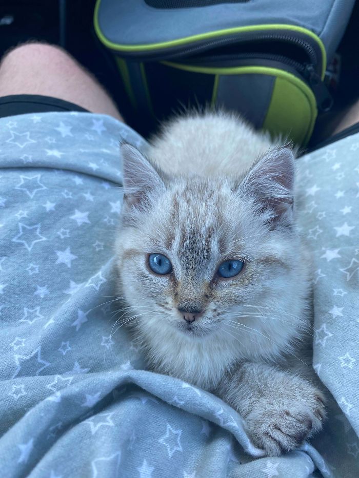 Kitten We Adopted Today From A Farm