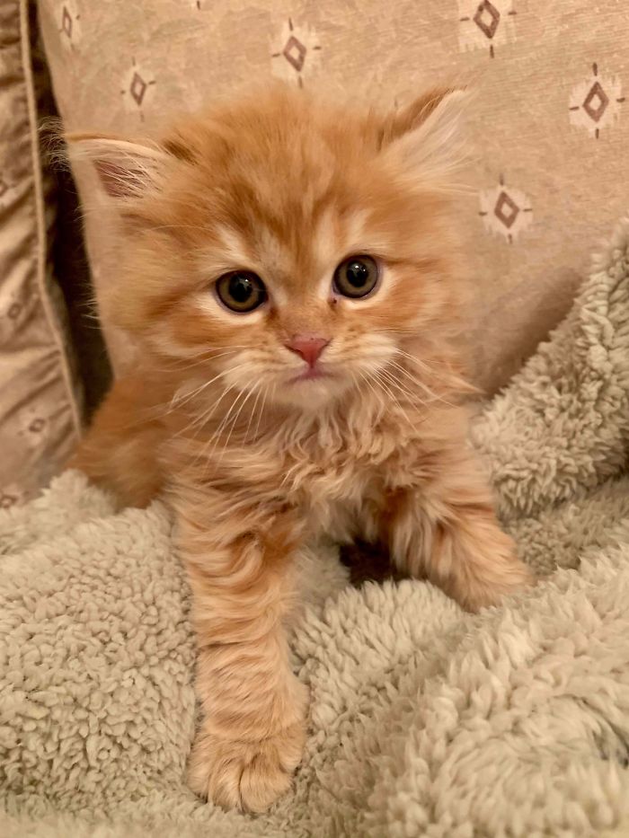 First Photo Of The Day I Adopted Her And The Sun Never Set In My Life