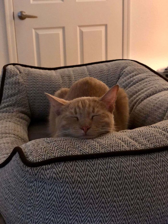 This Stray Kitty Showed Up At My Door Step Last Night. I Decided To Adopt Him After Finding Out His Owner Abandoned Him. He Made Himself At Home Any Name Suggestions?