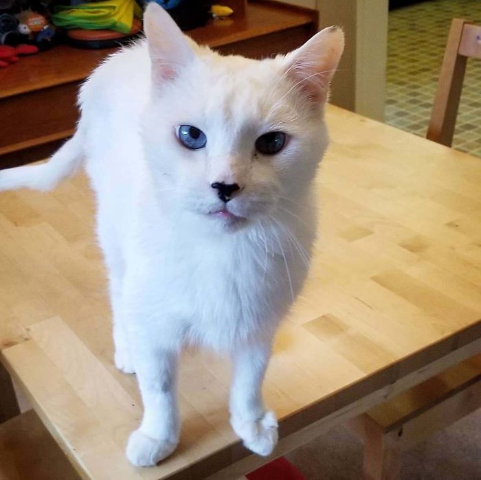 We Just Adopted This 15 Year Old Kitty! Welcome To The Family Mr. Winchester!