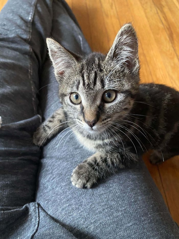 Adopted A ~13wk Old Fully Feral Kitten 48 Hours Ago. I Think We’re Doing Alright