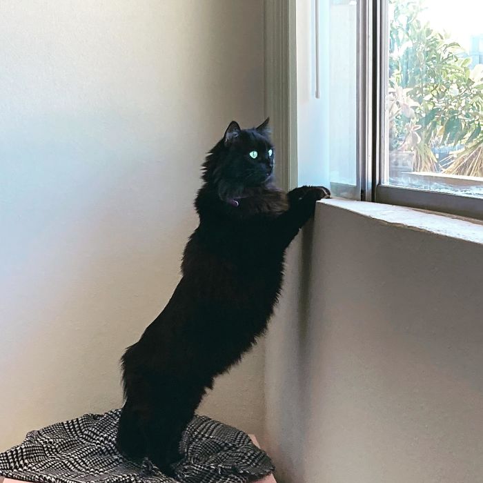 Was Going Through And Clearing Out Pictures And Found This One Of When We First Adopted Celeste And Her Cat Condo Hadn’t Come In Yet. Those Lil’ Legs
