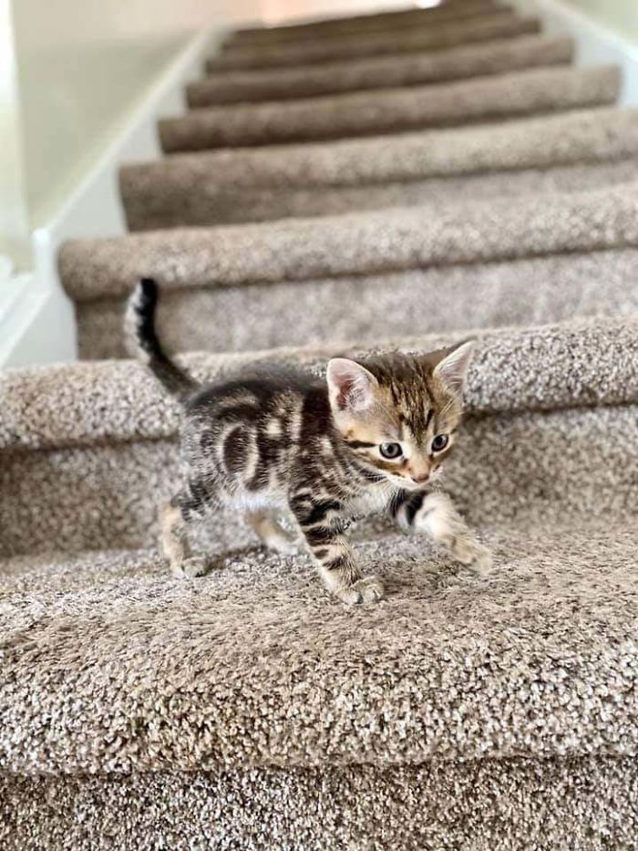 He Was Timid At First, But Now He's Exploring Our House Like It's Nobody's Business! Meet Our First-Ever Adopted Kitty, 7-Week Old Timber!