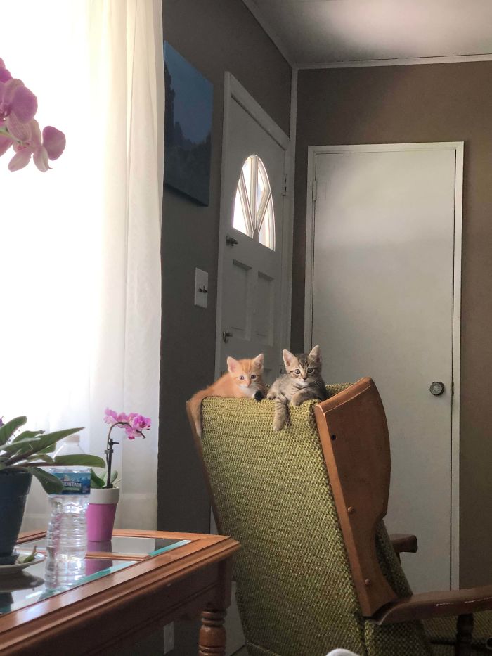 It’s Been A Week Since We Picked These Two Up In The Middle Of A Country Road At Night. Thanks To Help And Suggestions From Many Of You, They Have Gone From Hissing And Biting To Purring And Loving In A Weeks Time