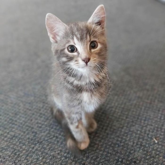 This Is My New Cat Luna. My Other Cat Previously Died Unfortunately, But I Was Able To Rescue This Little Girl And Give Her Lots Of Cuddles