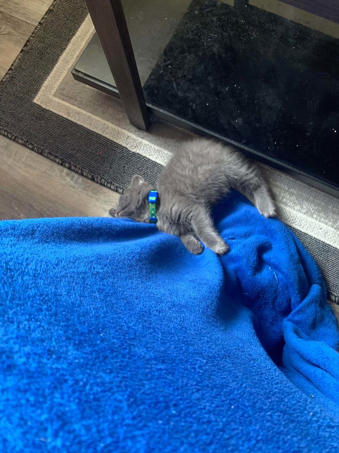 Rescued Xander 3 Days Ago, From Hunger And Trying To Get Underneath Cars. I Think This Is Good? (First Time Kitty Owner)