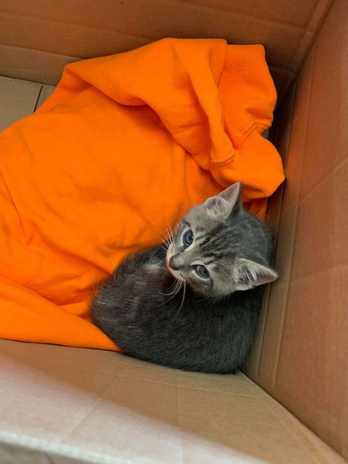 My New Kitten That I Rescued After It Was Dropped Off At The Bottom Of My Driveway