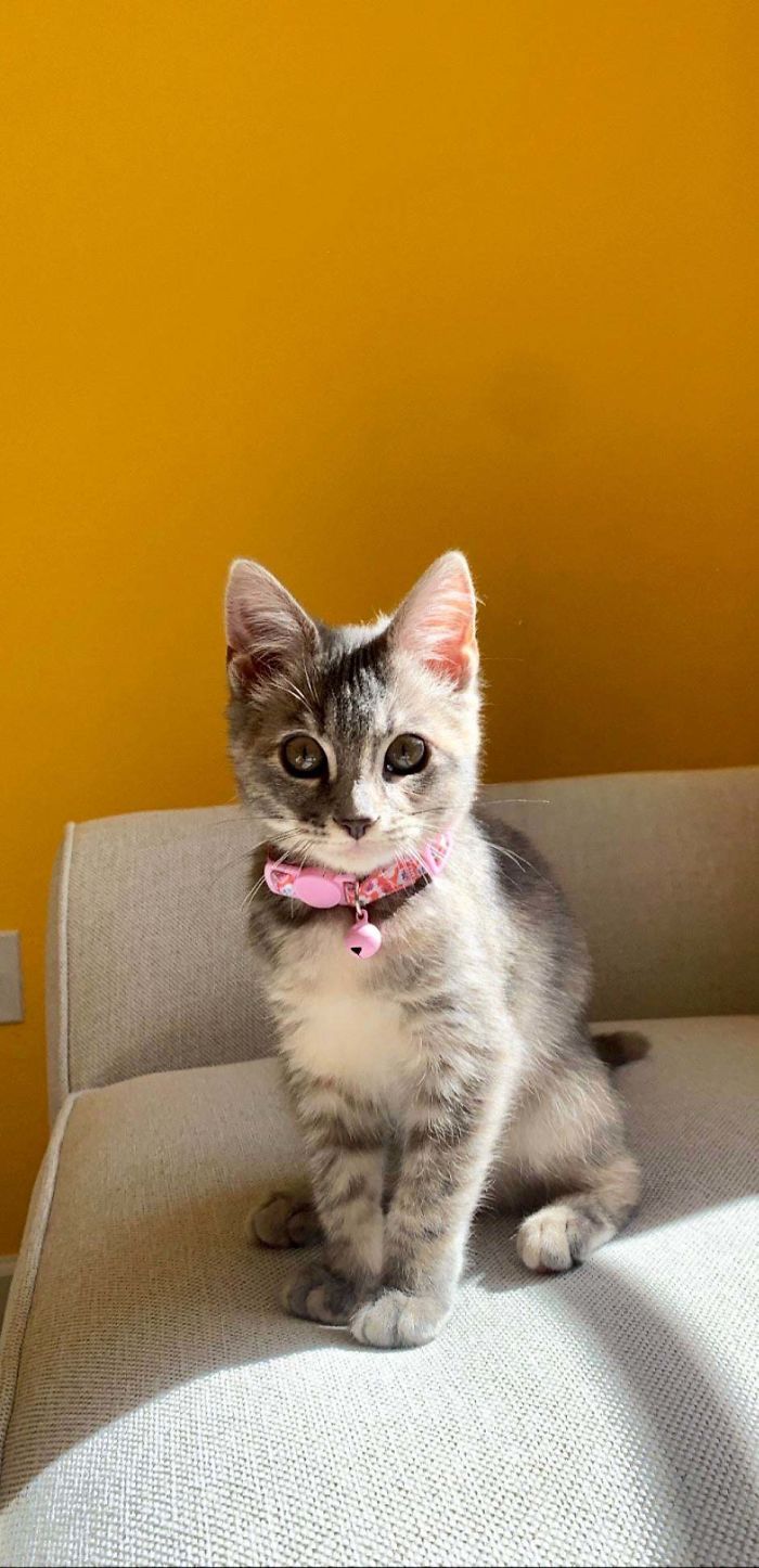 I Was Never A Fan Of Cats, We Rescued Her 2 Months Ago And It’s The Best Decisions We’ve Ever Made, Meet Ashe