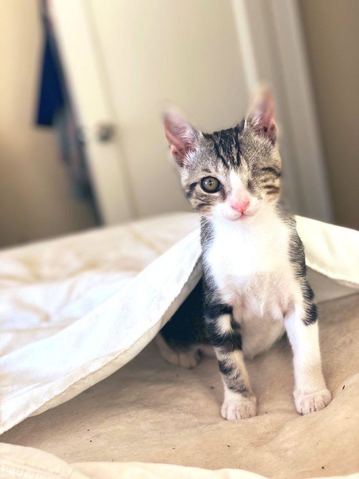 Say Hello To Captain Jack Sparrow, The One-Eyes Rescue Kitty!