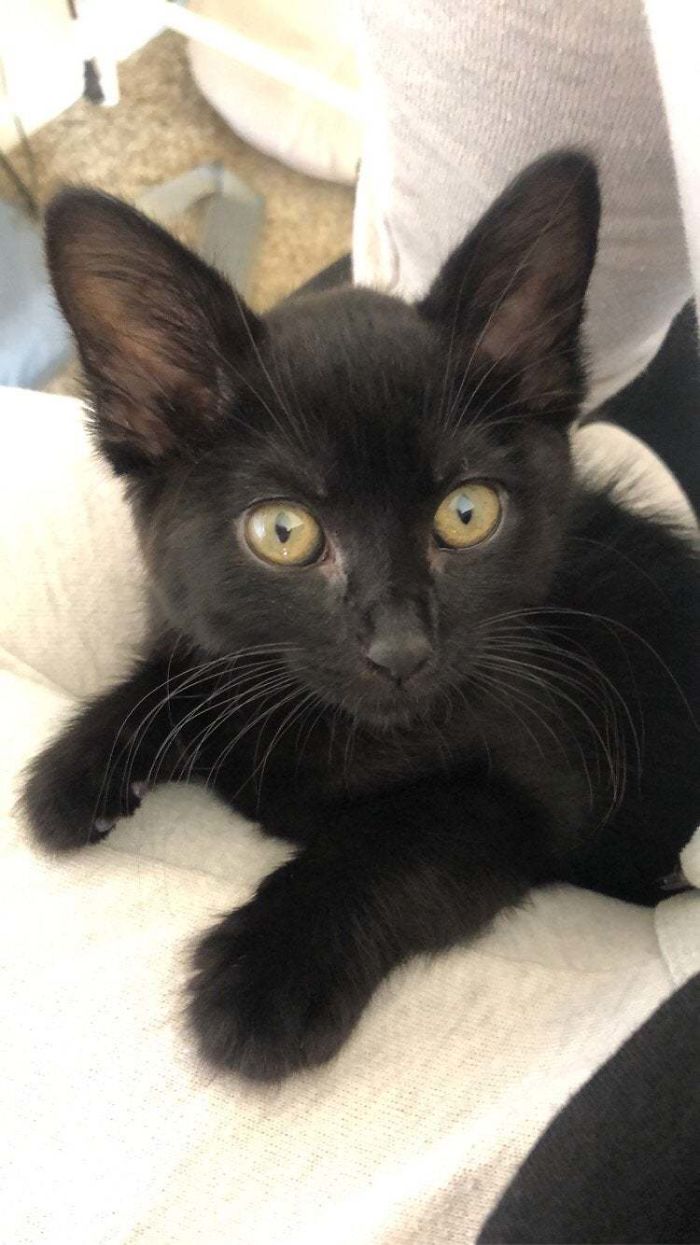 Rescued My Little End Of The World Buddy The Other Day, Meet Aurora