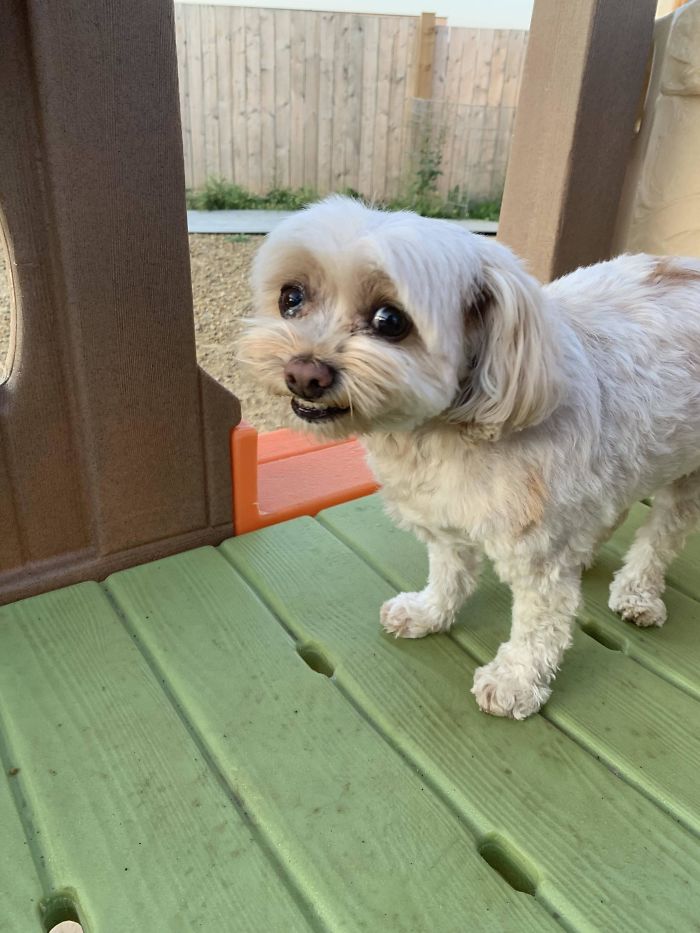 This Was The Picture Doggy Daycare Sent Us In Penny's First Report Card To Show Us How Much She Was "Loving It" There