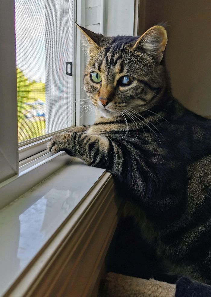 No One Wanted To Adopt This Guy Because He's Got A Bad Eye. Good! He's Mine Now