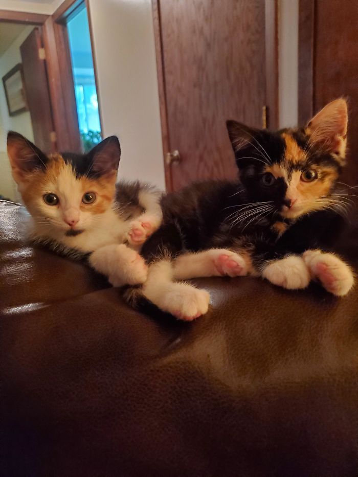 Went To Visit A Friend Who Works At A Shelter A Few Hours Away. These 2 Wouldn't Leave Me Alone! So They Stole My Money, Forced Me To Adopt Them, Hopped In My Car And Decided To Live With Me. Meet Jazz (Left) And Jinx (Right)!