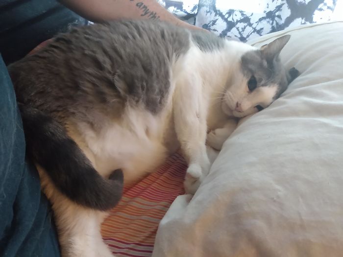 Just Adopted Muffin, A 20 Pound Chonker. He Is Super Cuddly And Likes To Headbutt To Show Affection. Think He's Knocked Some Of My Teeth Loose, But That's Okay