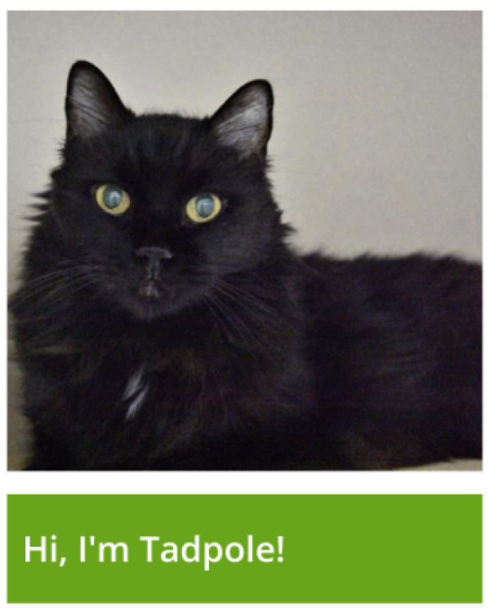 I Adopted A 17 Year Old Today