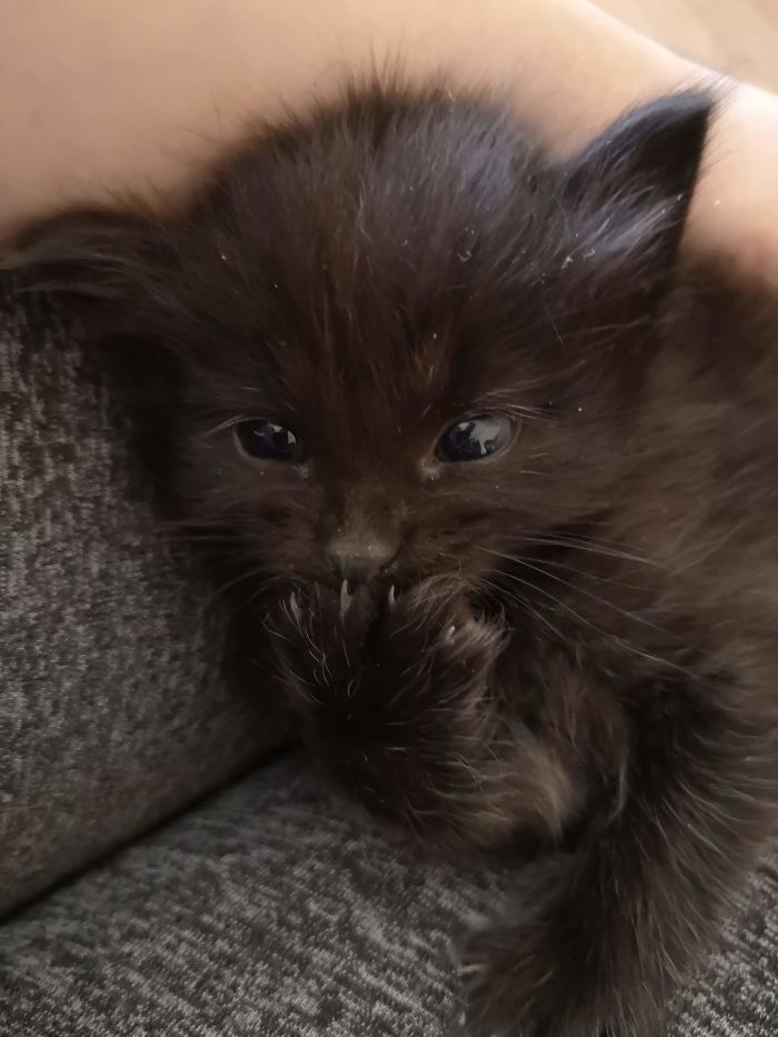 Baby Kitty We Are About To Adopt!