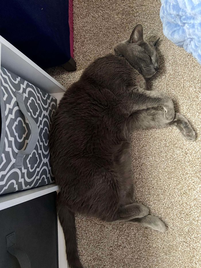 I Adopted This Not-So-Little Girl Earlier This Month At 13 Lbs. Her And I Are On This Weight Loss Journey Together!