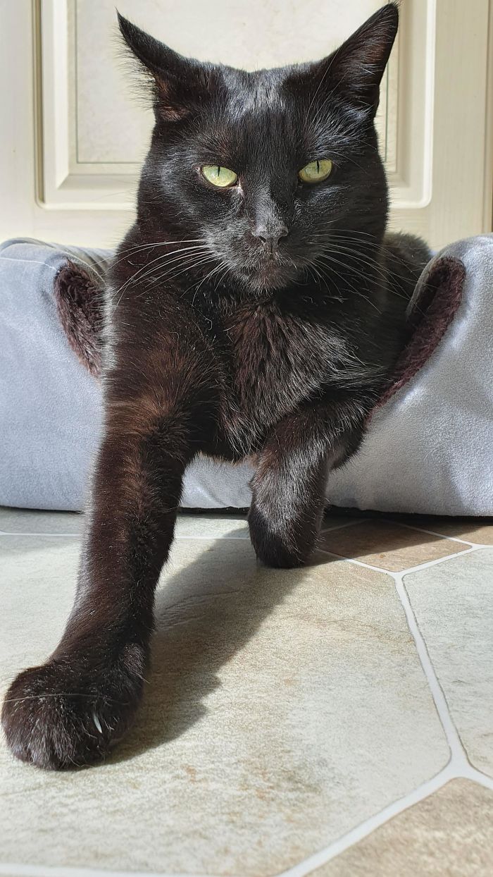 No One Wanted This Guy Because He Was Black So We Adopted Him. The Best Decision We Ever Made. Such A Cool Fella. Say Hi To Bruce