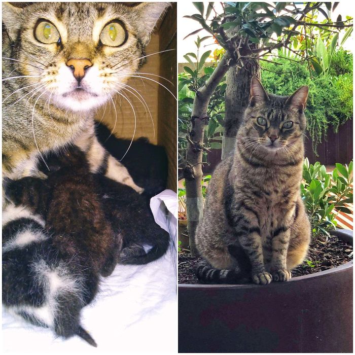 From A Scared Stray Cat With 3 Newborn Kittens (Plus 4 Adopted Ones) To This Confident Chonker Enjoying Her New Forever Home