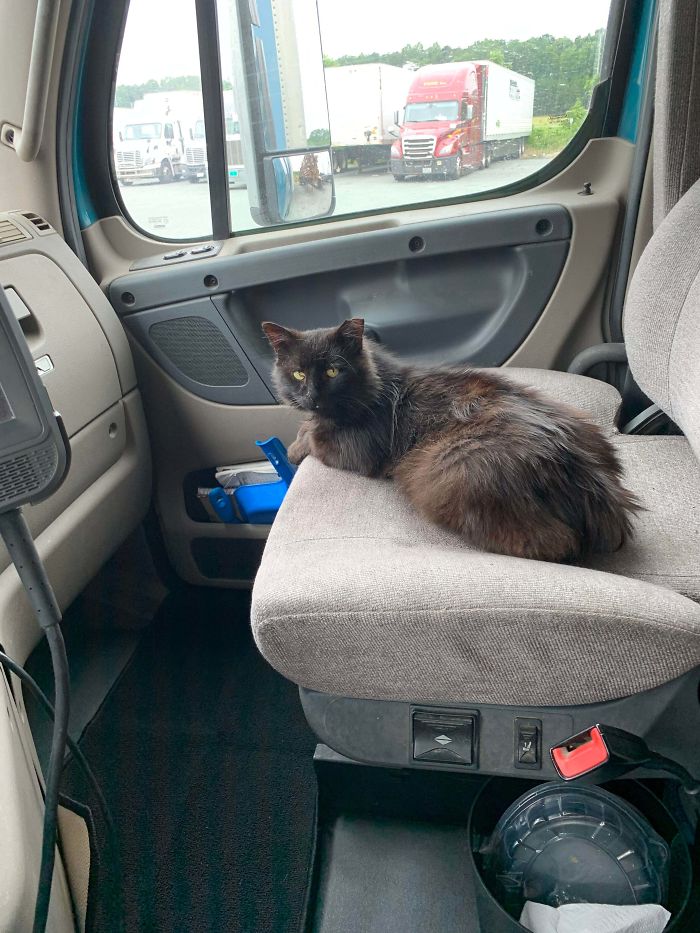 Just Adopted Wallace Here And He Seems To Be Really Enjoying Loving On The Truck So Far. I’ve Been On The Sub For A While And It Made Me Want To Finally Get My Own Kitty To Keep Me Company On The Road. Finally Got With A Smaller Company Solo Driving That Allows Drivers To Have A Pet