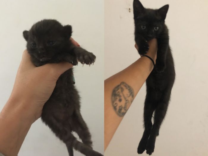 That’s Moon! His Mother Gave Birth To Him And His Sister On My Porch And Rejected Them (She Had A Bad Toothache) I Happily Adopted All Of Them And That’s Him Two Months Later, Officially Not A Bottle Baby Anymore