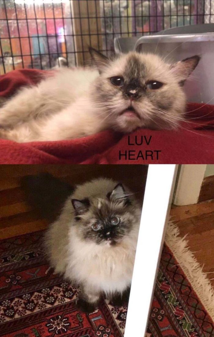 No One Wanted To Adopt Her Because She Was Sick But Now My Baby Is Healthy And So Spoiled And Loved !