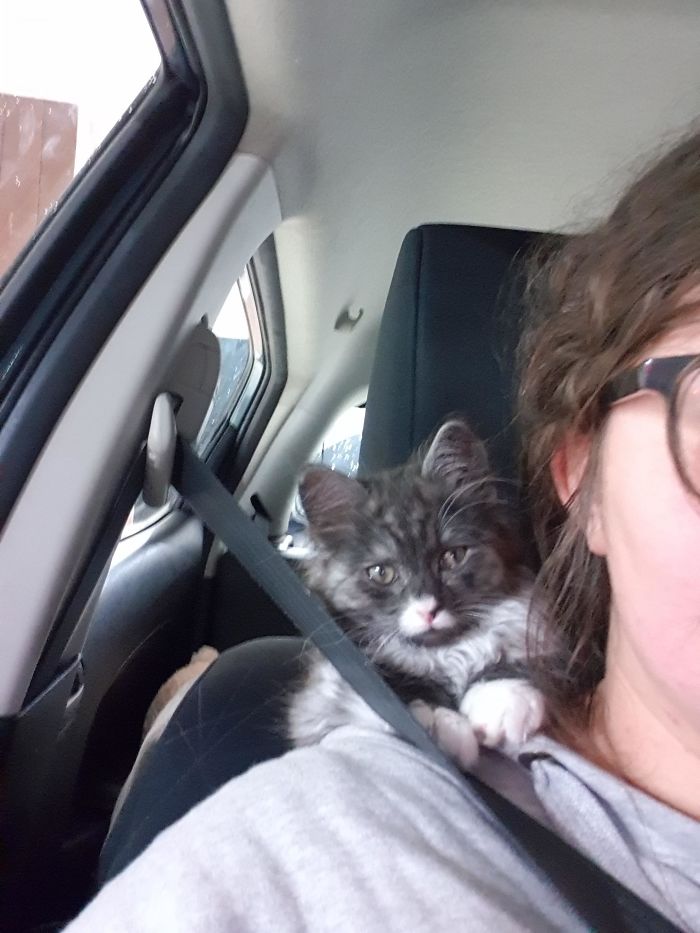 7hr Drive Home. I Think He Likes Being Adopted.... Only Place He Would Sit And Not Cry