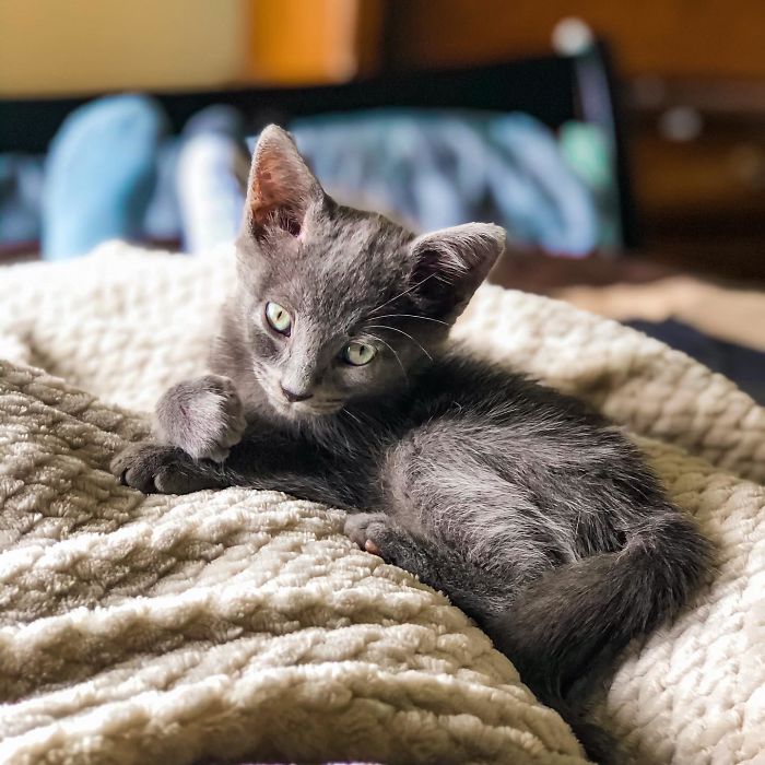 Just Adopted My First Ever Pet! Meet Dmitri!