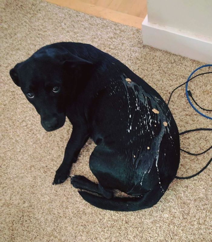 Dog Bumped Into Me While I Was Carrying My Cereal Bowl. He Was Very Sad About It