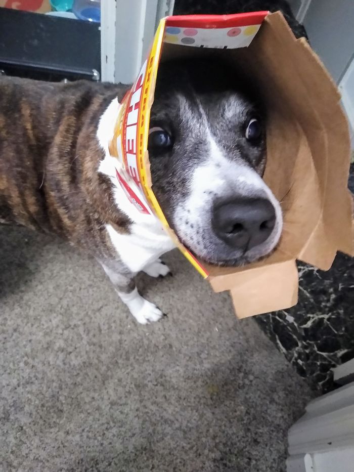 Woke Me Up To Get A Cheez-It Box Off His Head