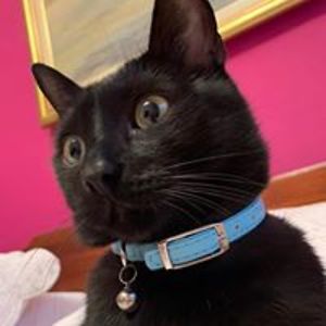 zeljkobelacic avatar