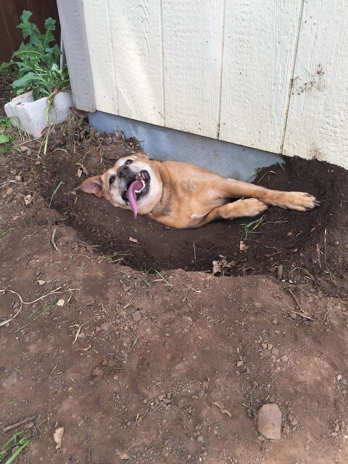 My Coworker’s Dog Got Herself Stuck Underneath Their Shed
