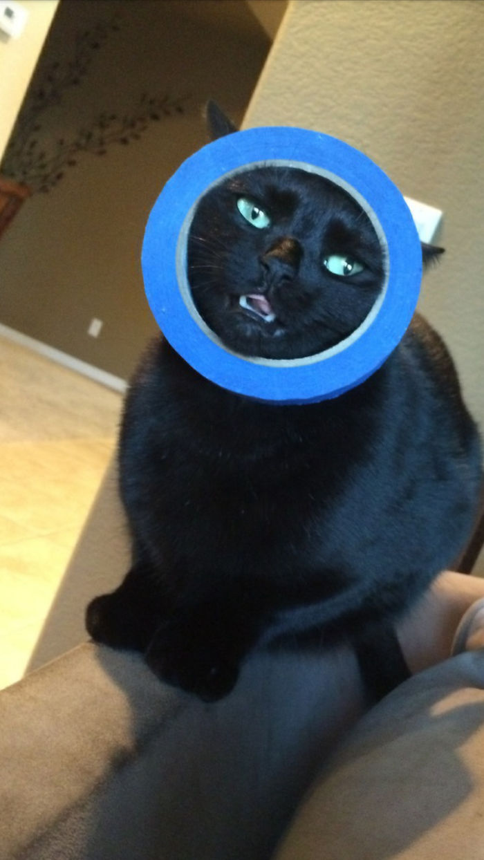 So My Cat Got Her Head Stuck In A Roll Of Tape