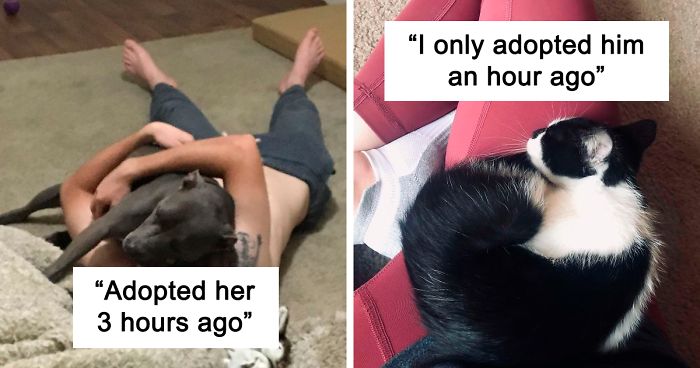 40 Most Wholesome Rescue Pet Photos Of This Month (June Edition)