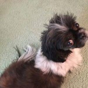 bossylion0065 avatar