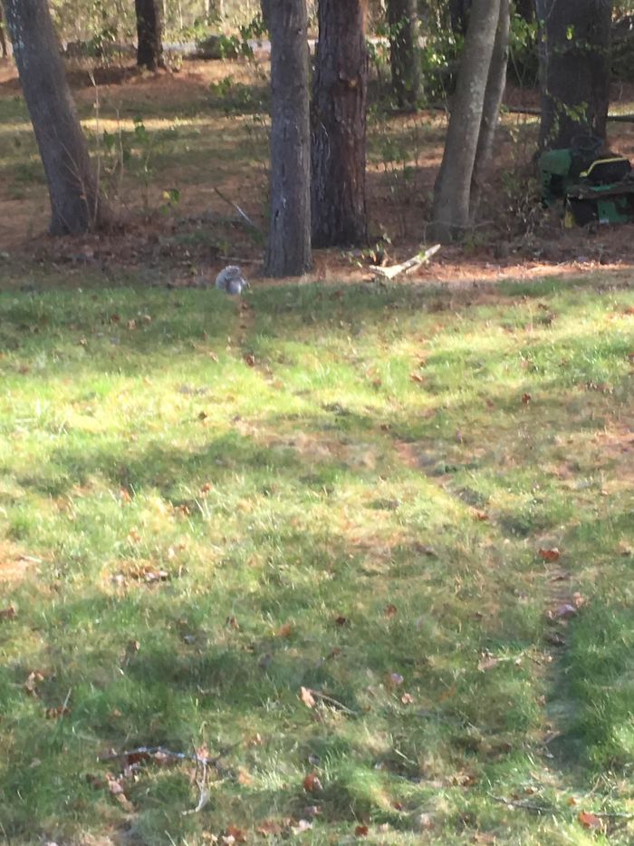 My Parents Have Fed The Squirrels At Their House So Much They Made A Trail
