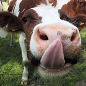 olivier_burez avatar