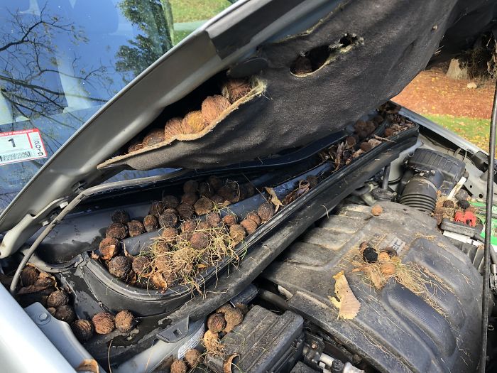 A Squirrel Set Up Shop Under The Hood Of My Van