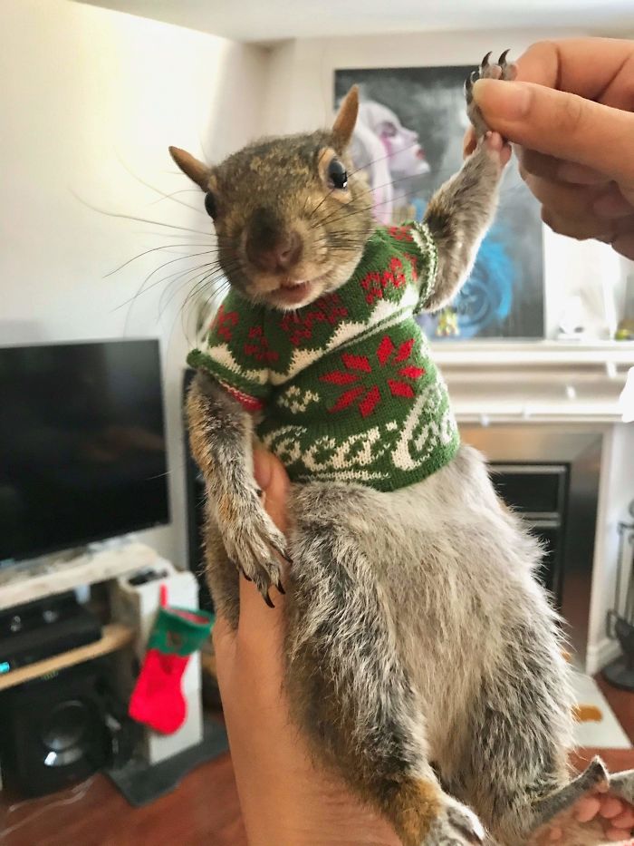A Regular Client At My Store Put One Of The Tree Ornements We Gave Him On His Foster Squirrel. I Think This Little Guy Wins It All