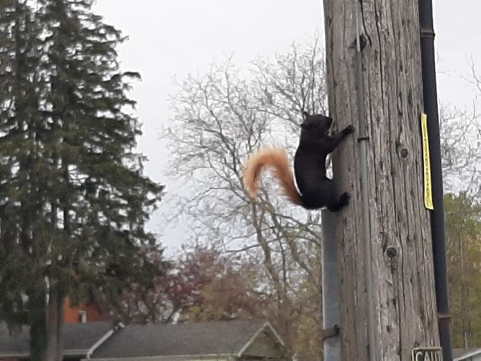 This Black Squirrel With A Blonde Tail I Found On A Walk Was Pretty Cool