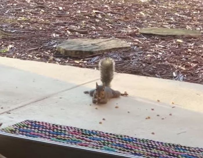 Squirrel Goes Sploot