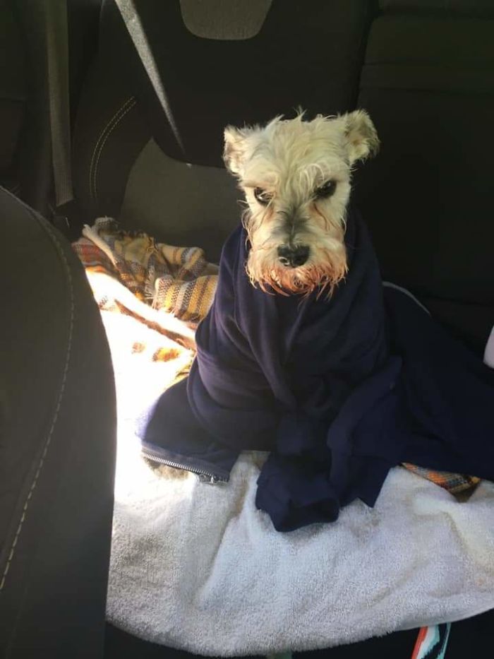 Took Our Dog Swimming For The First Time. Some Of Us Had Fun