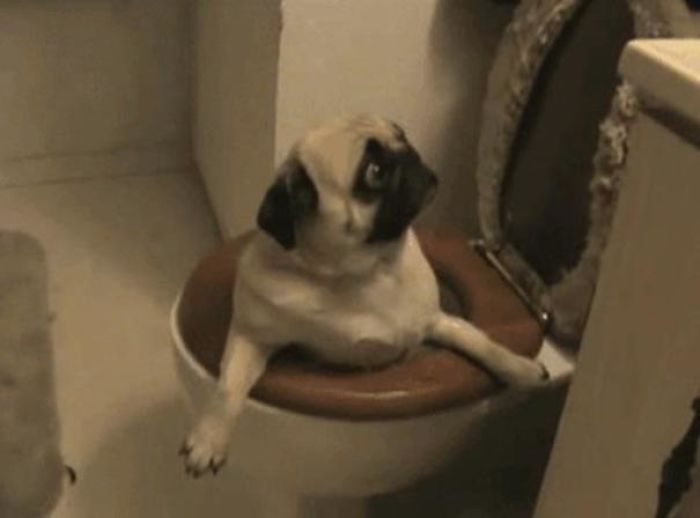 Dog Stuck Inside Toilet