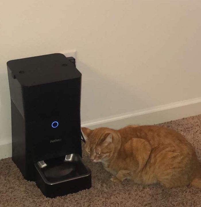 My Friend Set Her Cat’s Food On A Timer. All He Does All Day Is Wait For The Food Gods To Bless Him