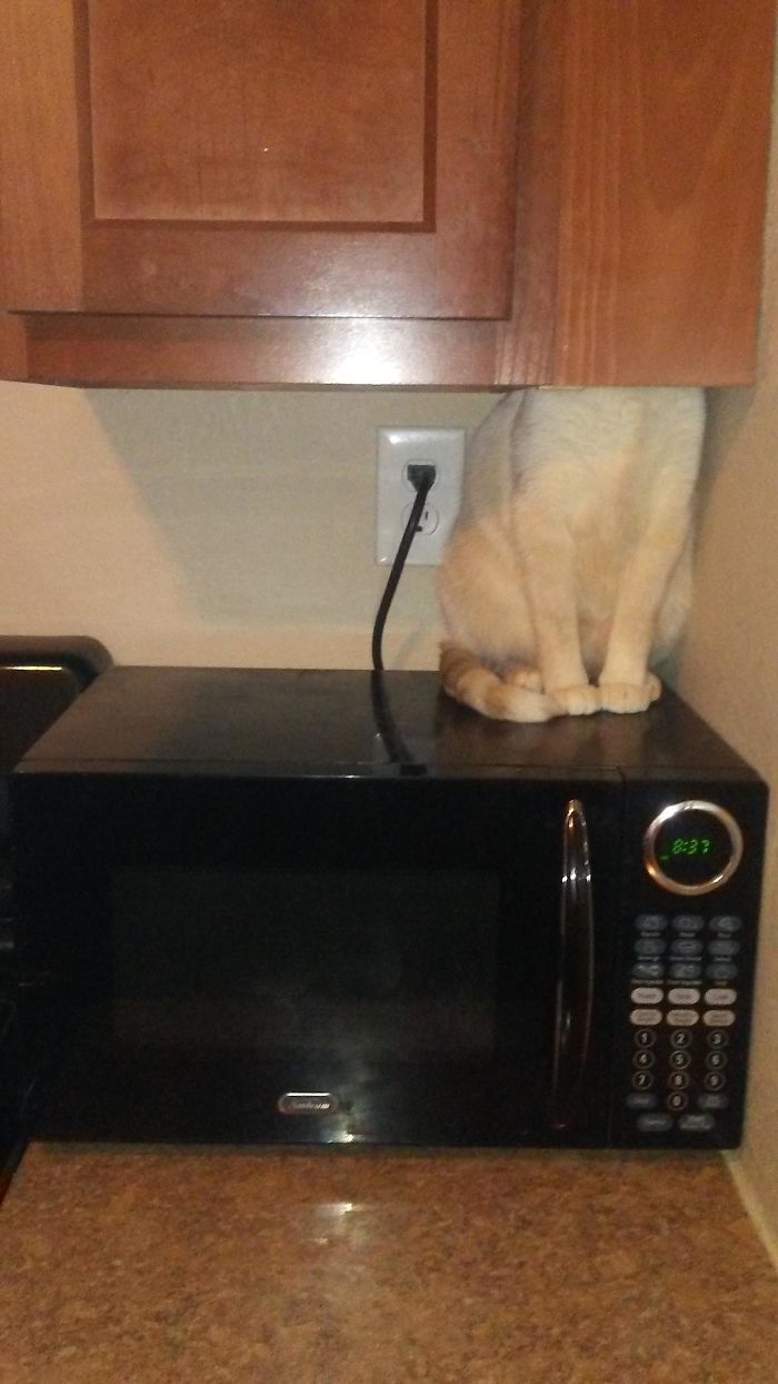 I Moved Today, My Cat Isn't Taking It So Well